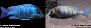 Placidochromis sp. &#39;phenochilus gissel&#39;