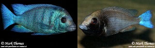 Placidochromis sp. &#39;phenochilus gissel&#39; Border