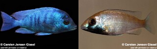 Placidochromis sp. &#39;phenochilus gissel&#39; Chiofu