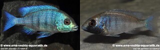 Placidochromis sp. &#39;phenochilus gissel&#39; Gome