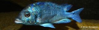 Placidochromis sp. &#39;phenochilus gissel&#39; Liwani
