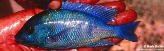 Placidochromis sp. &#39;phenochilus gissel&#39; Ntekete