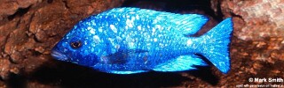 Placidochromis sp. &#39;phenochilus tanzania&#39; (unknown locality)