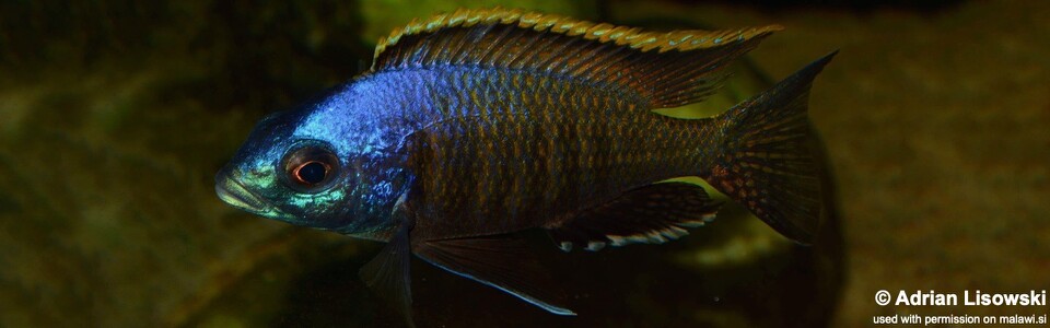 Placidochromis sp. 'blue otter' (unknown locality)
