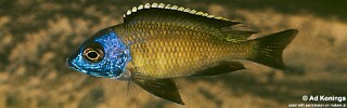 Placidochromis sp. &#39;electra superior&#39; Mandalawi Reef Placidochromis sp. &#39;mbamba&#39;
