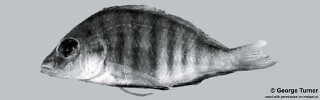 Placidochromis sp. &#39;hennydaviesae IV&#39; South East Arm