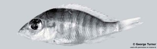 Placidochromis sp. &#39;hennydaviesae V&#39; South East Arm