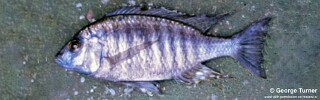 Placidochromis sp. &#39;longimanus namiasi&#39; South East Arm