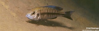 Protomelas annectens &#39;Chembe Beach&#39;