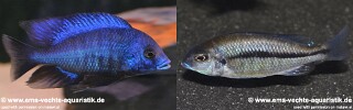 Protomelas annectens &#39;Chizumulu Island&#39;