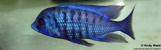 Protomelas annectens &#39;Manda&#39;