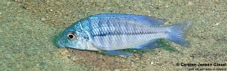 Protomelas annectens &#39;Mdowa&#39;