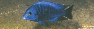 Protomelas annectens &#39;Otter Point&#39;