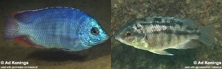 Protomelas dejunctus &#39;Chinyamwezi Island&#39;