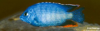 Protomelas dejunctus &#39;Chinyankwazi Island&#39;