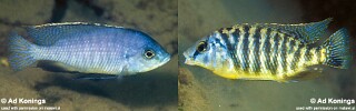 Protomelas fenestratus &#39;Gome&#39;