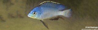 Protomelas fenestratus &#39;Metangula&#39;