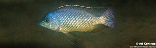 Protomelas fenestratus &#39;Mumbo Island&#39;