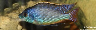 Protomelas fenestratus &#39;Namalenje Island&#39;
