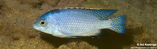 Protomelas fenestratus &#39;Ntekete&#39;