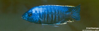 Protomelas insignis &#39;Gome&#39;