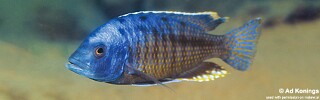 Protomelas insignis &#39;Mdoka&#39;