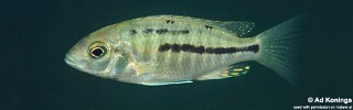 Protomelas insignis &#39;Otter Island&#39;