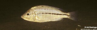 Protomelas kirkii &#39;Chembe Beach&#39;