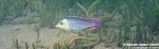 Protomelas kirkii &#39;Chiofu&#39;