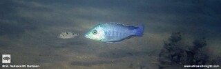 Protomelas kirkii &#39;Mbamba Bay&#39;
