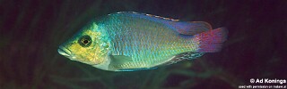 Protomelas kirkii &#39;Mvunguti&#39;
