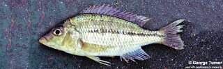 Protomelas kirkii &#39;South East Arm&#39;