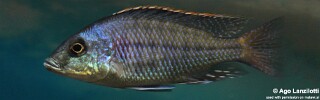 Protomelas kirkii (unknown locality)