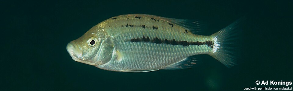 Protomelas krampus 'Mdoka'<br><font color=gray>'Hemitaeniochromis' sp. 'paedopage' Mdoka</font> 