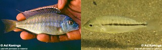 Protomelas labridens &#39;Likoma Island&#39;