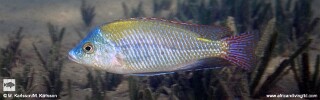 Protomelas labridens &#39;Mbamba Bay&#39;