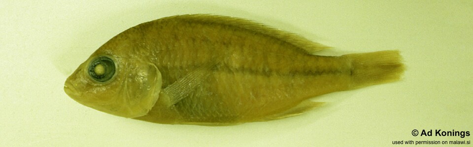 Protomelas macrodon (holotype)