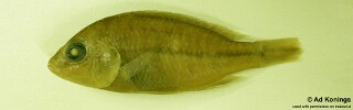 Protomelas macrodon