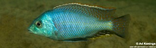 Protomelas marginatus &#39;Mkanila Bay&#39;