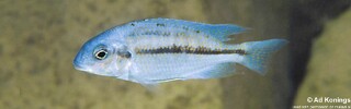Protomelas marginatus &#39;Ndumbi Rocks&#39;