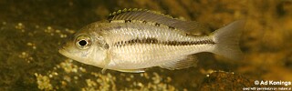 Protomelas marginatus (Tanzania)