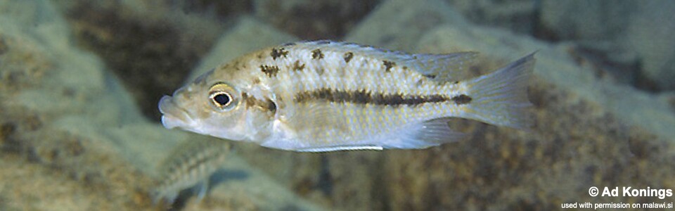 Protomelas ornatus 'Lupingu'
