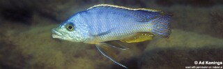 Protomelas ornatus &#39;Chewere&#39;