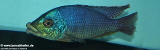 Protomelas ornatus &#39;Chidunga Rocks&#39;