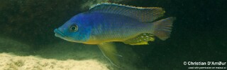 Protomelas ornatus &#39;Chizumulu Island&#39;