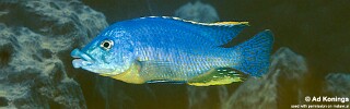 Protomelas ornatus &#39;Gome&#39;