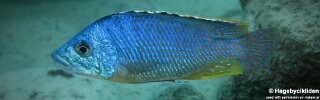 Protomelas ornatus &#39;Katale Island&#39;