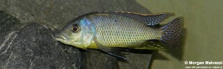 Protomelas ornatus &#39;Kirondo&#39;