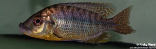 Protomelas ornatus &#39;Magunga&#39;