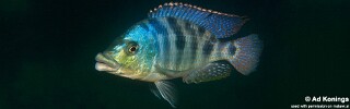 Protomelas ornatus &#39;Maleri Island&#39;